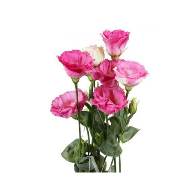 Эустома розовая от интернет-магазина «Цветочных дел Мастер»