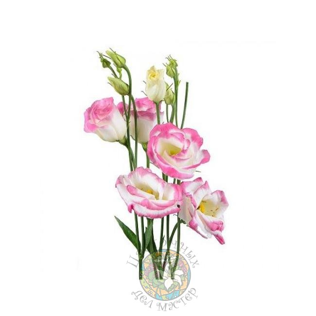 Эустома бело-розовая от интернет-магазина «Цветочных дел Мастер»