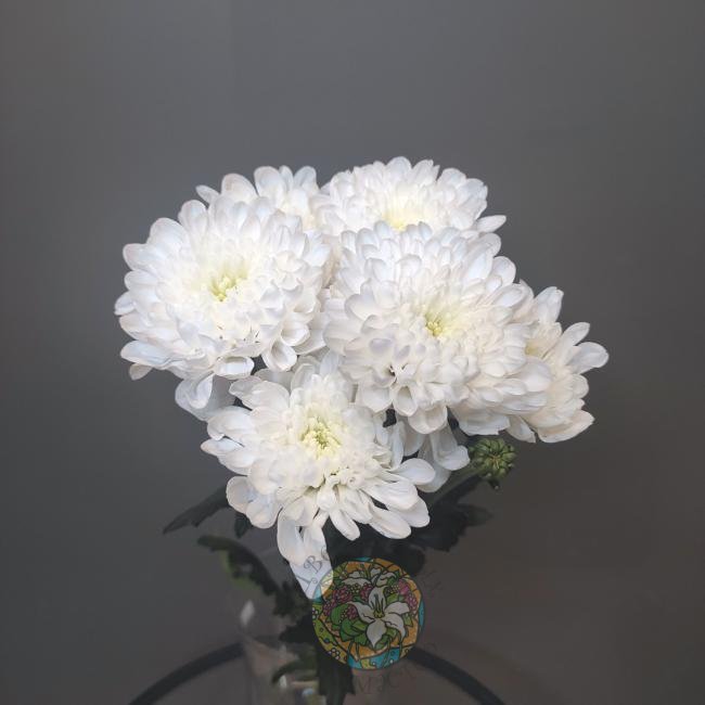 Хризантема белая от интернет-магазина «Цветочных дел Мастер»