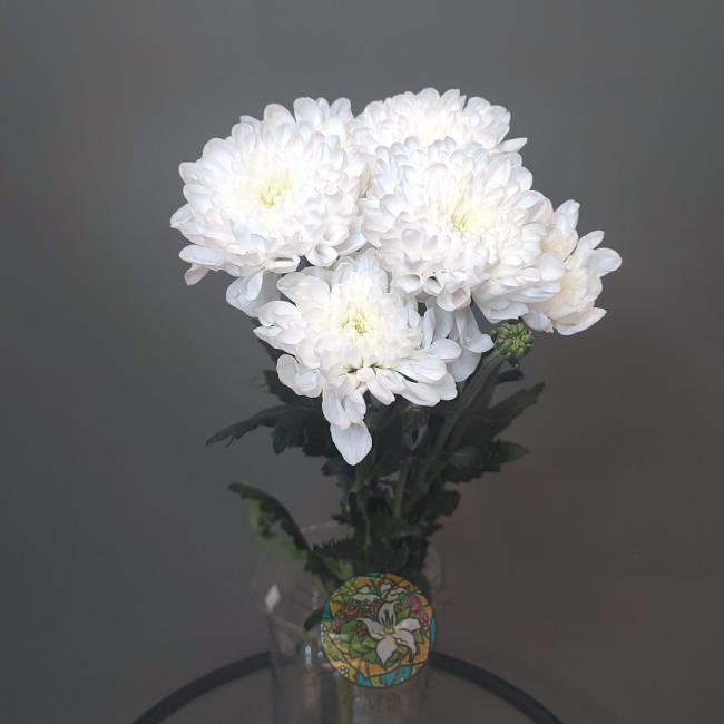 Хризантема белая от интернет-магазина «Цветочных дел Мастер»