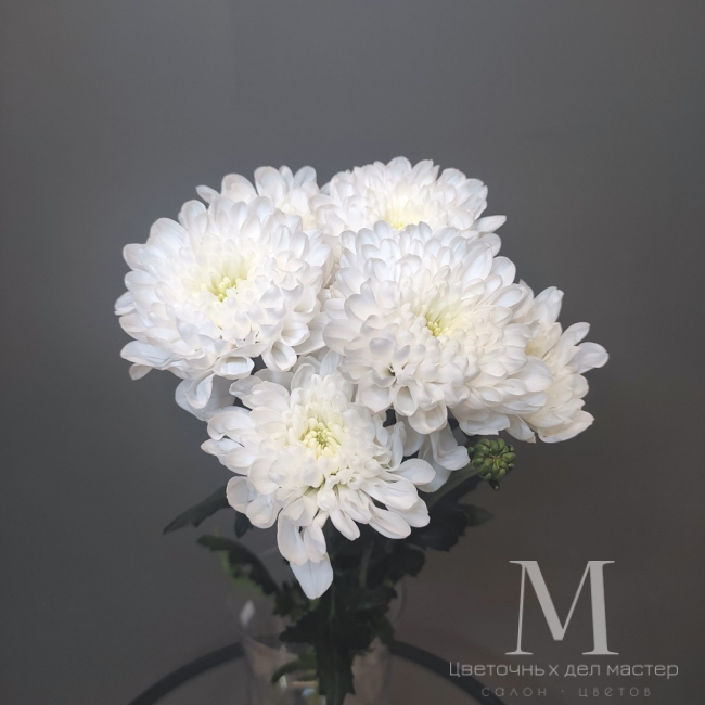 Хризантема белая от «Цветочных дел Мастер»