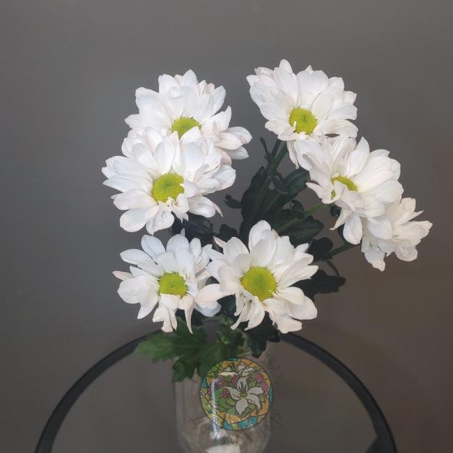 Хризантема ромашка белая от интернет-магазина «Цветочных дел Мастер»