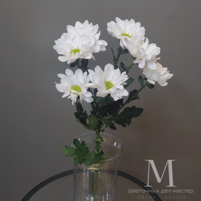 Хризантема ромашка белая от «Цветочных дел Мастер»