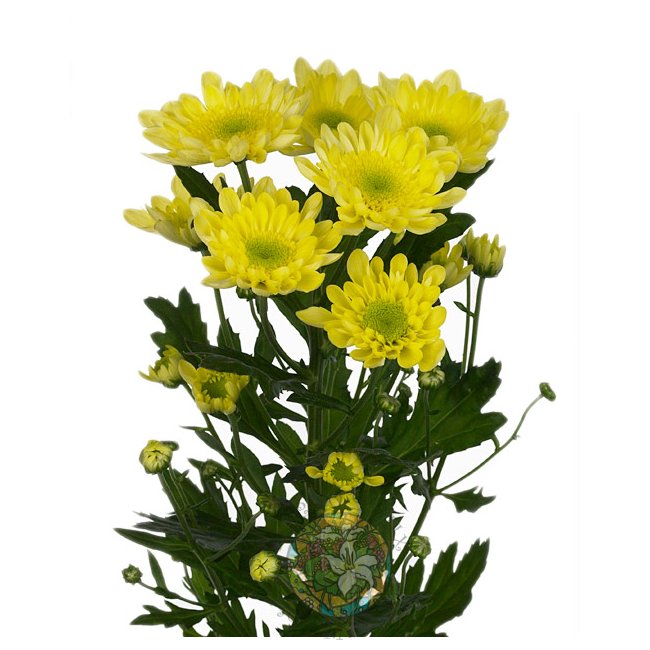 Хризантема желтая от «Цветочных дел Мастер»