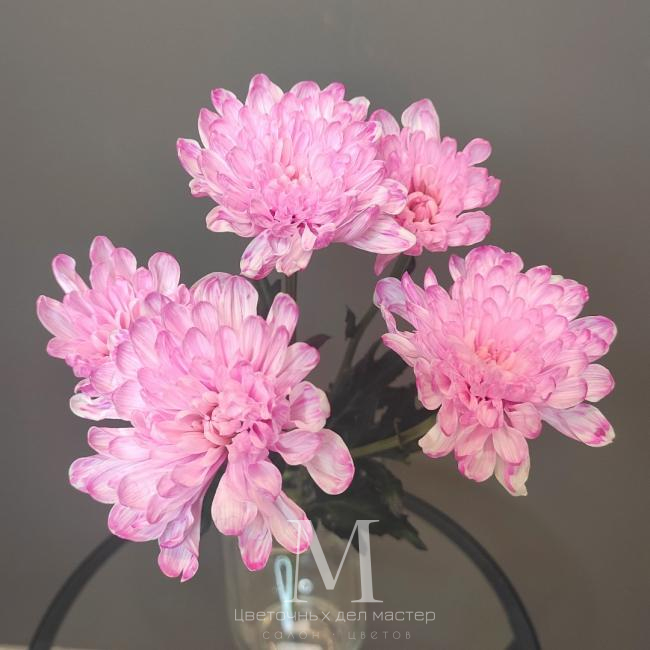 Хризантема кустовая розовая от интернет-магазина «Цветочных дел Мастер»