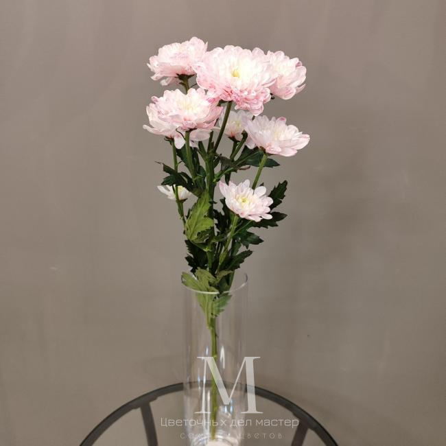 Хризантема кустовая розовая от интернет-магазина «Цветочных дел Мастер»