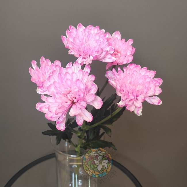 Хризантема кустовая розовая от «Цветочных дел Мастер»