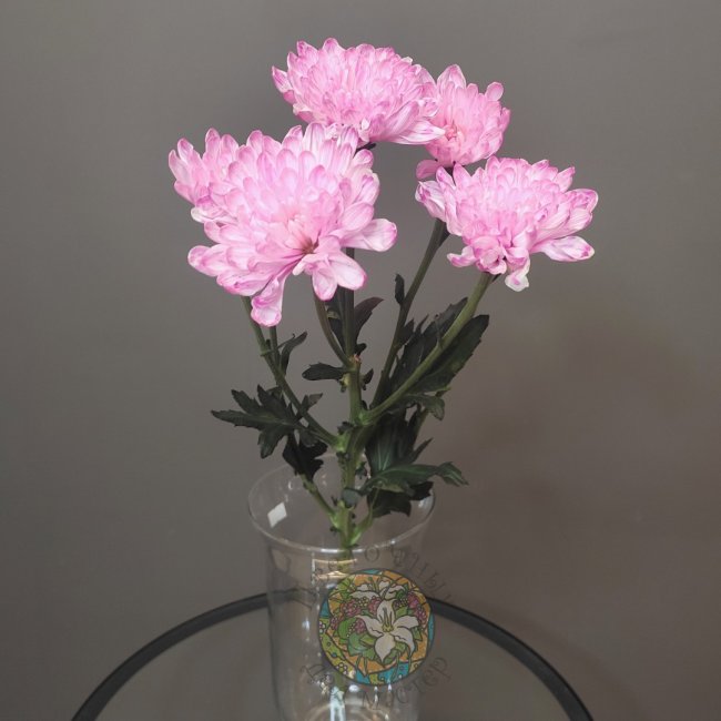 Хризантема кустовая розовая от «Цветочных дел Мастер»