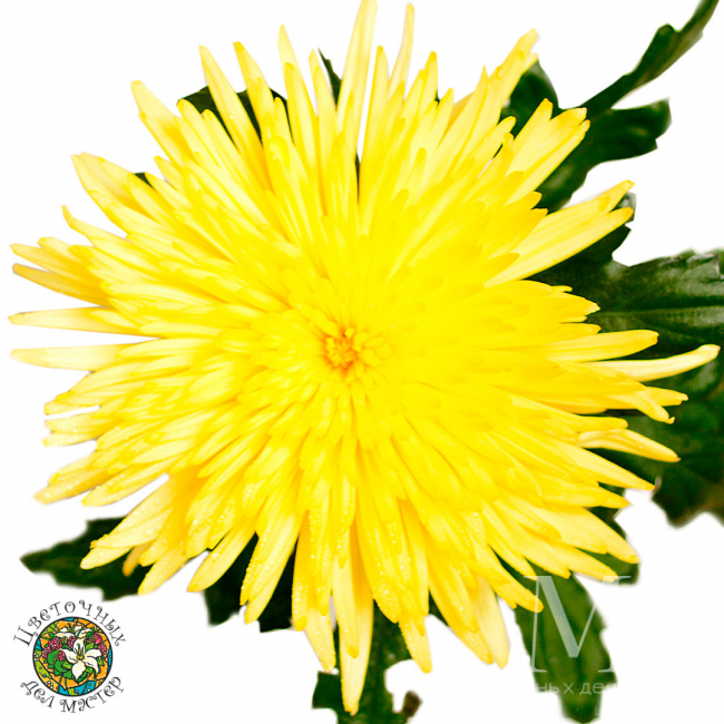 Хризантема Анастасия желтая от «Цветочных дел Мастер»