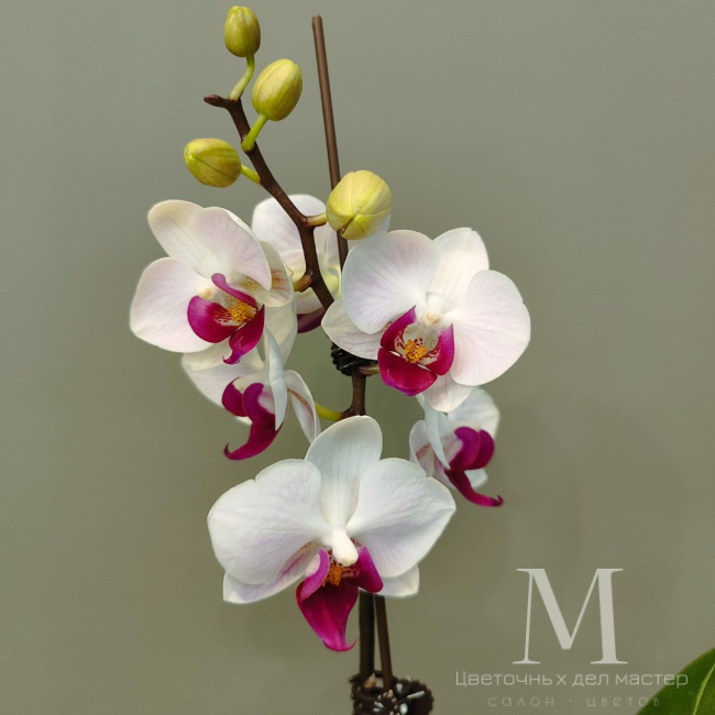 Орхидея фаленопсис «Ашима» от «Цветочных дел Мастер»