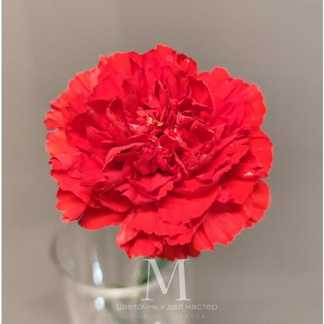 Гвоздика красная от интернет-магазина «Цветочных дел Мастер»