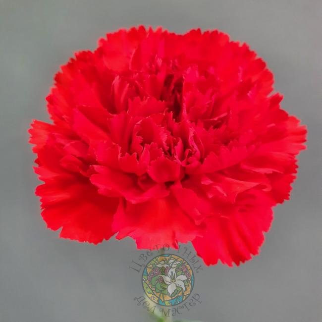 Гвоздика красная от интернет-магазина «Цветочных дел Мастер»