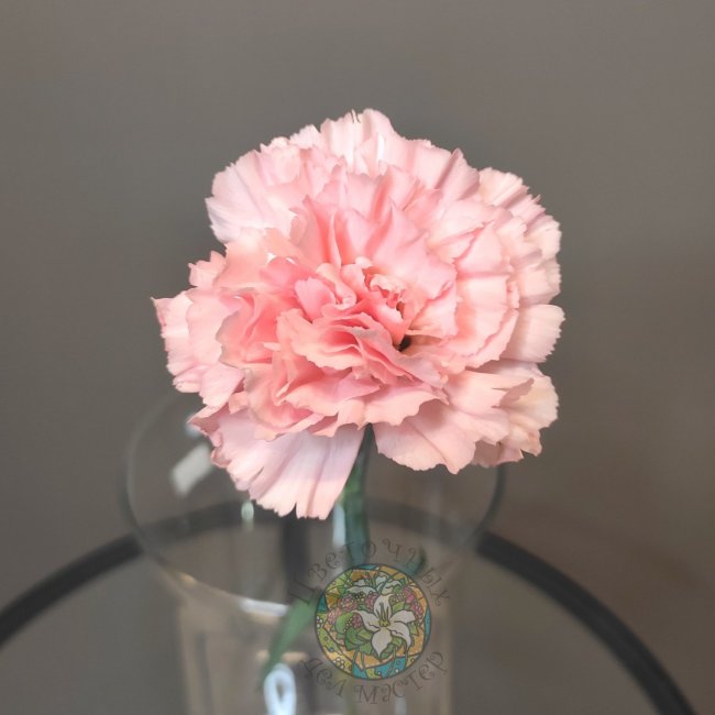Диантус розовый от «Цветочных дел Мастер»
