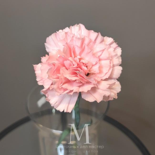 Диантус розовый от интернет-магазина «Цветочных дел Мастер»