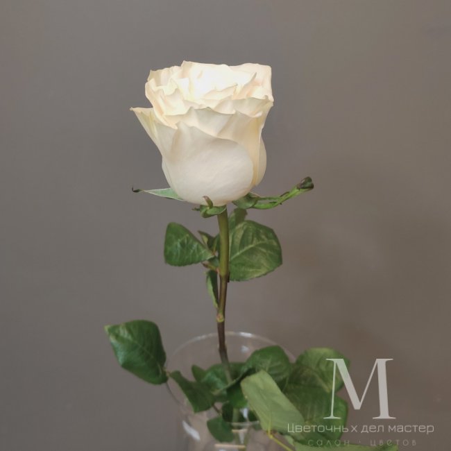 Роза белая Мондиаль 60 см от «Цветочных дел Мастер»