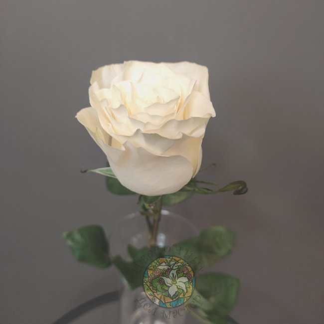 Роза белая Мондиаль 60 см от «Цветочных дел Мастер»