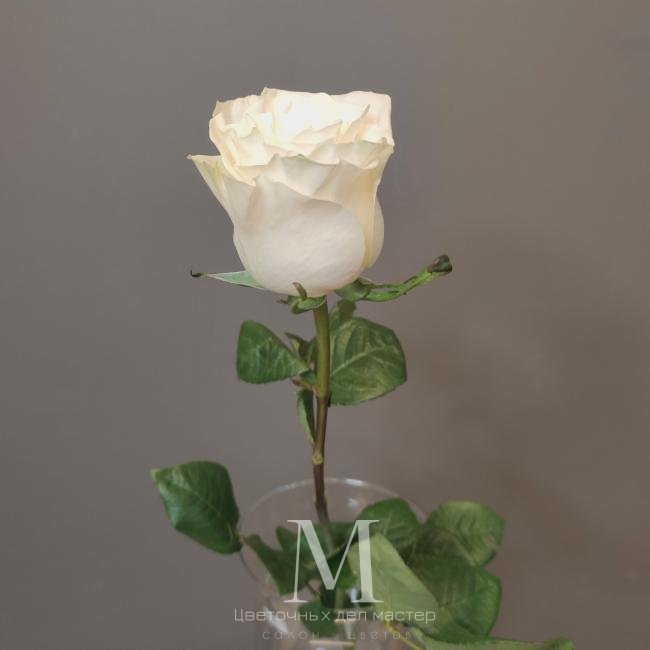 Роза белая Мондиаль 60 см от интернет-магазина «Цветочных дел Мастер»