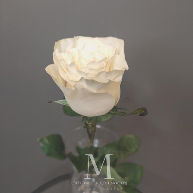Роза белая Мондиаль 60 см от интернет-магазина «Цветочных дел Мастер»