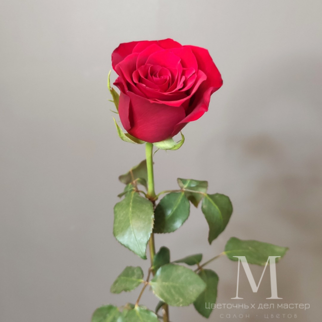 Роза Кения 50см от «Цветочных дел Мастер»