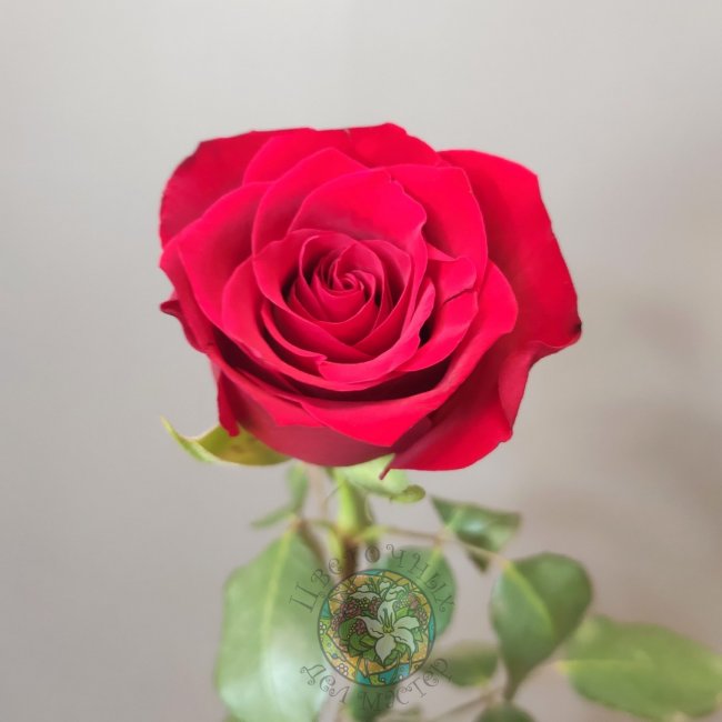 Роза Кения 50см от «Цветочных дел Мастер»