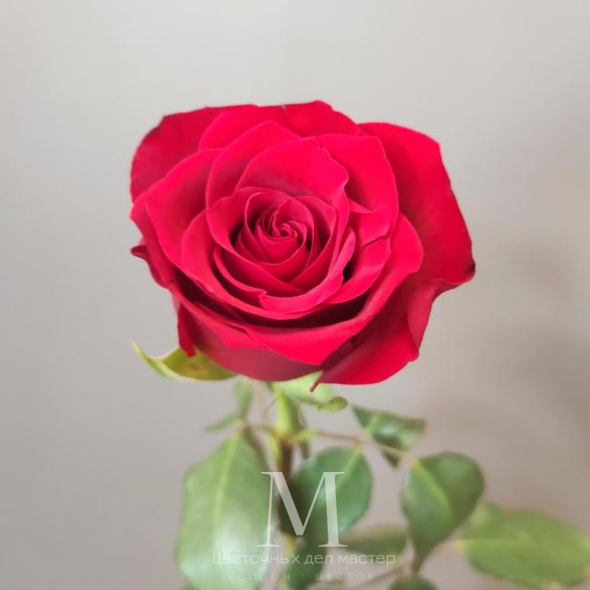 Роза Кения 50см от интернет-магазина «Цветочных дел Мастер»
