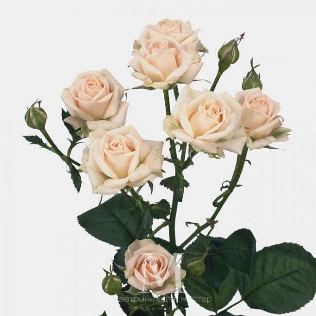 Роза кустовая Яна от интернет-магазина «Цветочных дел Мастер»