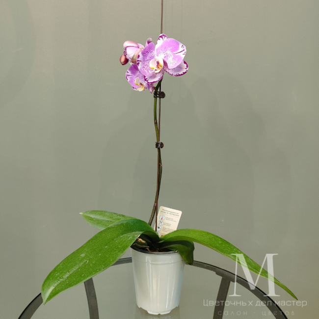 Орхидея фаленопсис «Амазонка» от «Цветочных дел Мастер»
