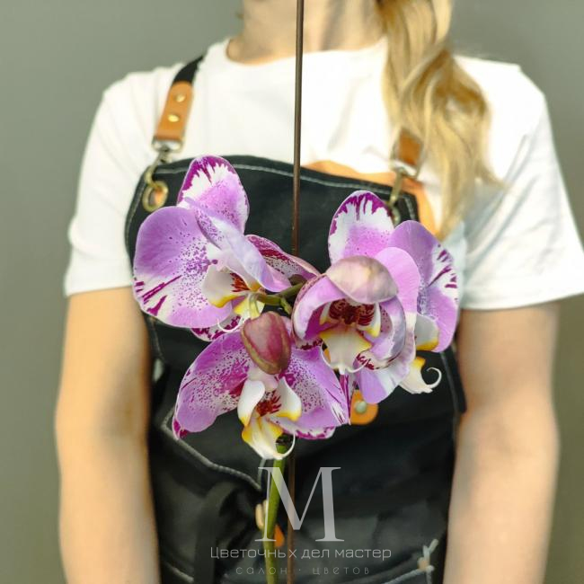 Орхидея фаленопсис «Амазонка» от интернет-магазина «Цветочных дел Мастер»