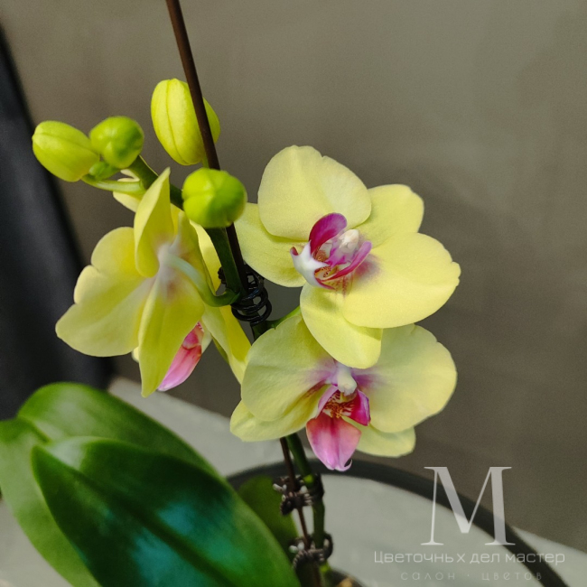 Орхидея фаленопсис «Глория» от «Цветочных дел Мастер»