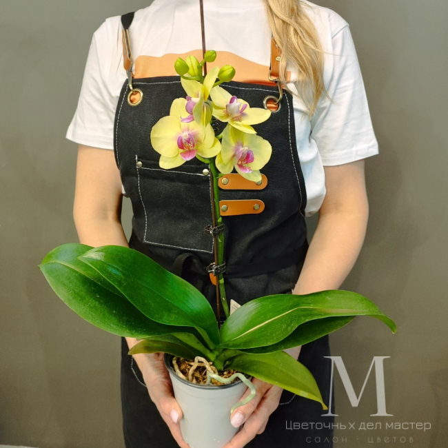 Орхидея фаленопсис «Глория» от «Цветочных дел Мастер»