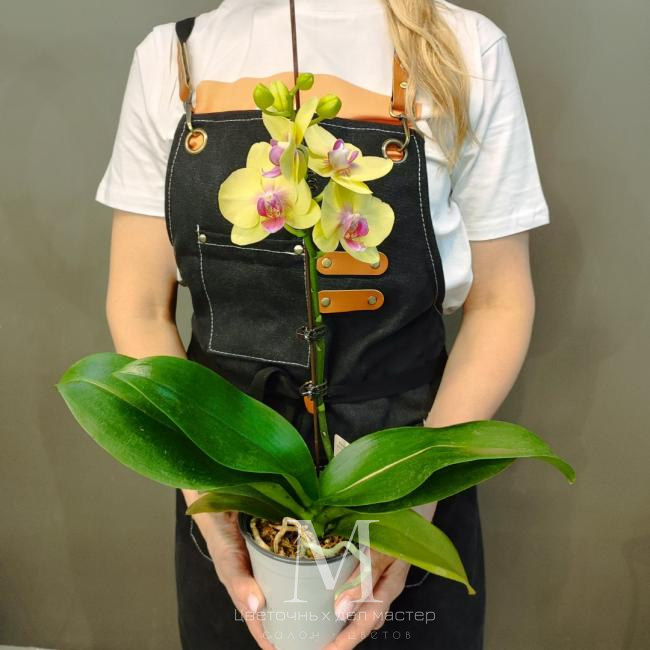 Орхидея фаленопсис «Глория» от интернет-магазина «Цветочных дел Мастер»