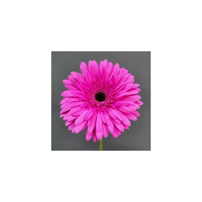 Гербера розовая от интернет-магазина «Цветочных дел Мастер»