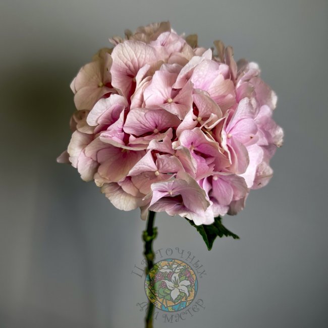 Гортензия розовая от «Цветочных дел Мастер»