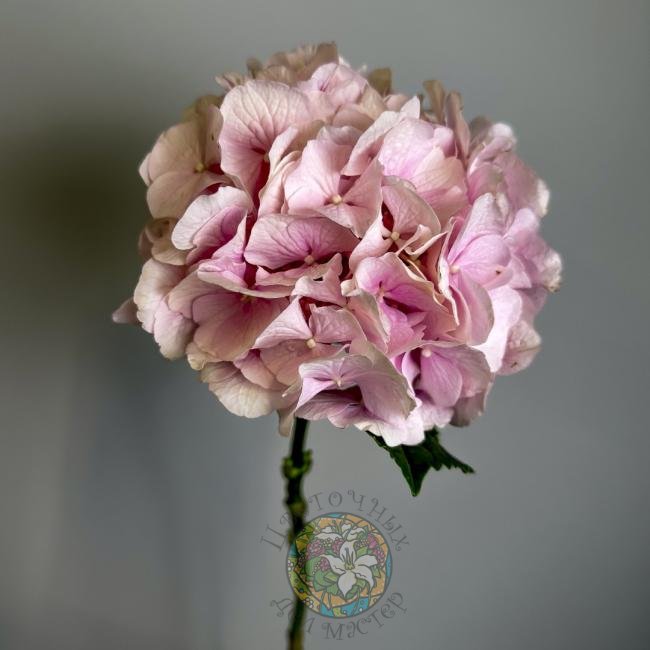 Гортензия розовая от интернет-магазина «Цветочных дел Мастер»