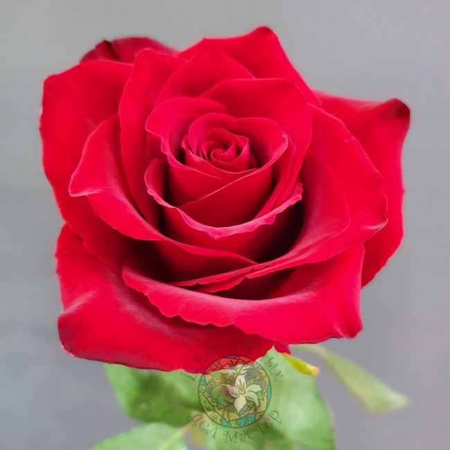 Роза «Эксплорер» 70см. от «Цветочных дел Мастер»