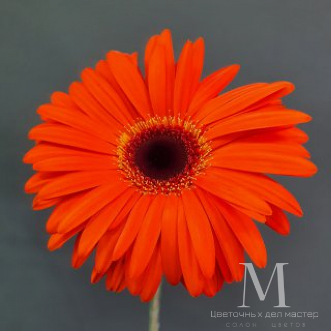 Гербера оранжевая от «Цветочных дел Мастер»