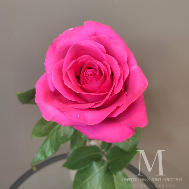 Роза «Пинкфлойд» от «Цветочных дел Мастер»