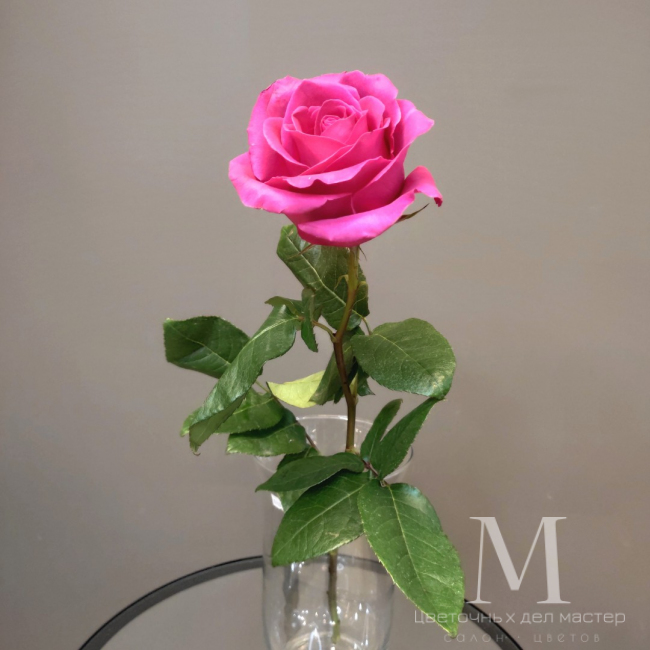 Роза «Пинкфлойд» от «Цветочных дел Мастер»