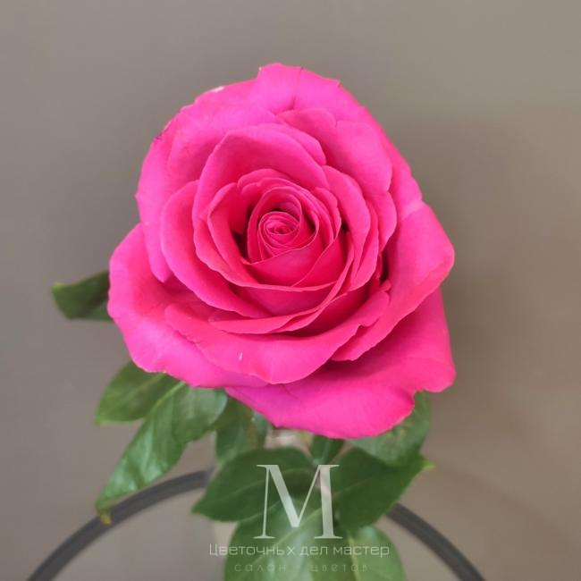 Роза «Пинкфлойд» от интернет-магазина «Цветочных дел Мастер»