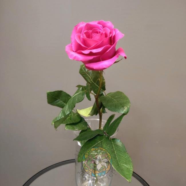Роза «Пинкфлойд» от интернет-магазина «Цветочных дел Мастер»