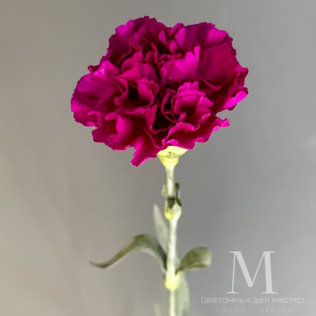 Диантус фиолетовый от «Цветочных дел Мастер»
