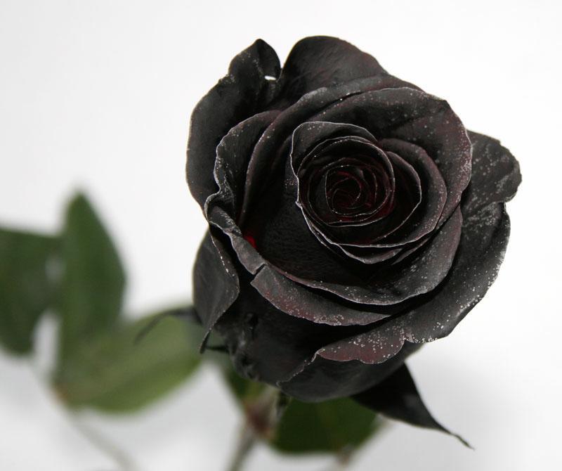 Купить Цветы поштучно Черная роза Black Mirror в Красноярске, заказ онлайн
