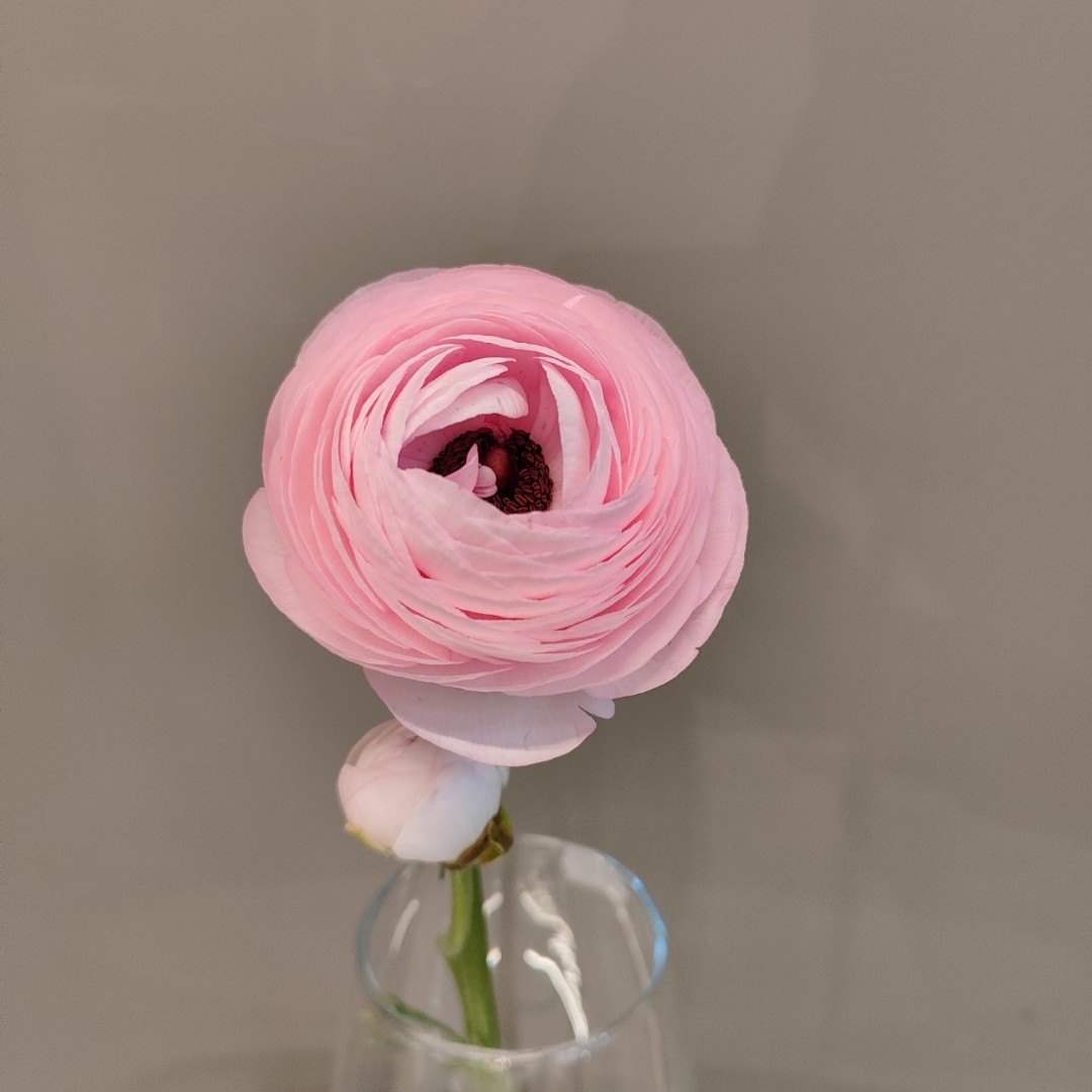 Нежный розовый ранункулюс