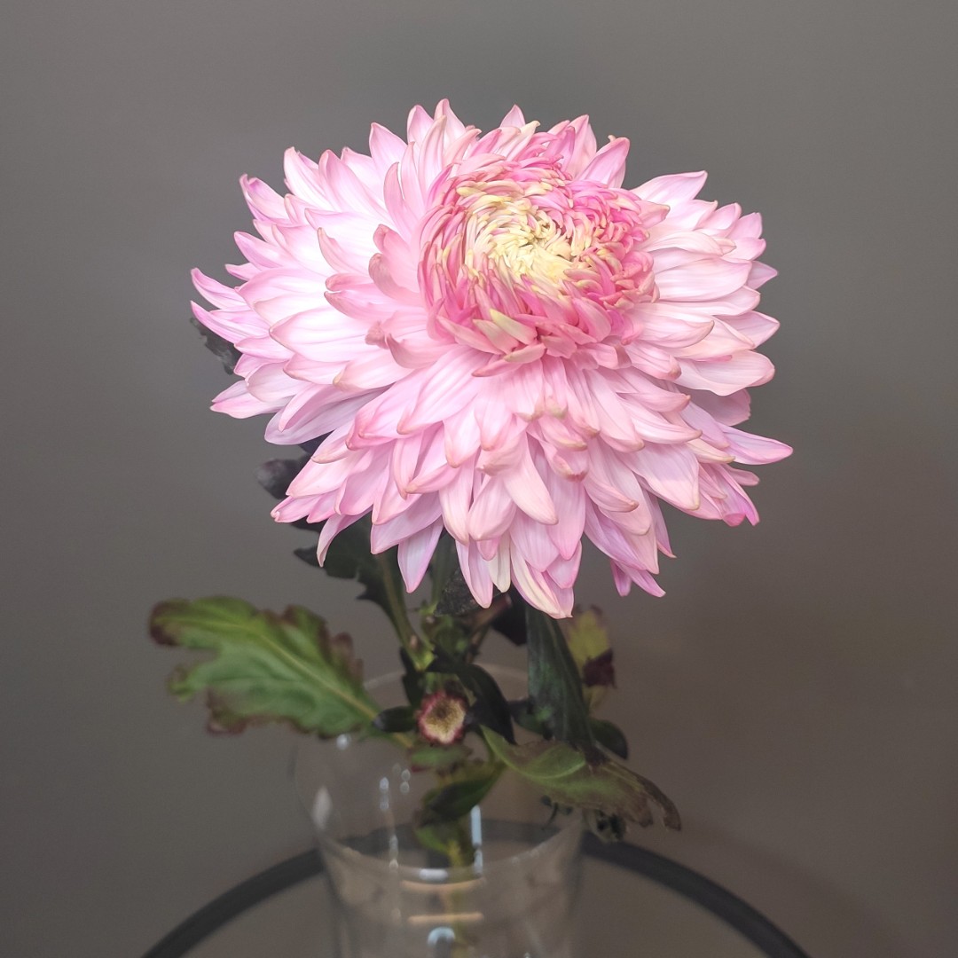 Хризантема воздушная розовая