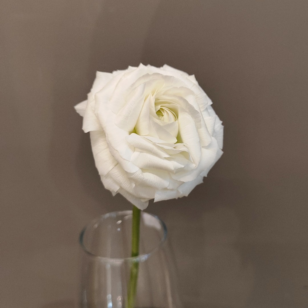 Белый ранункулюс