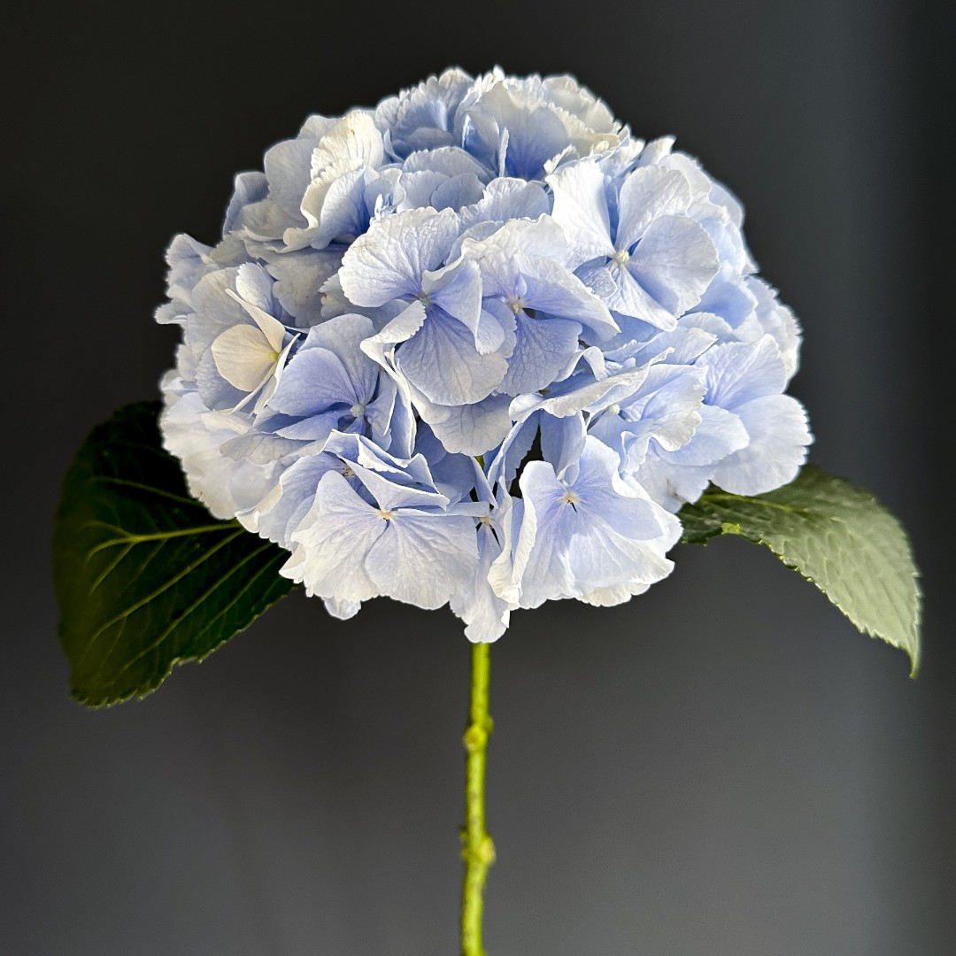 Голубая гортензия