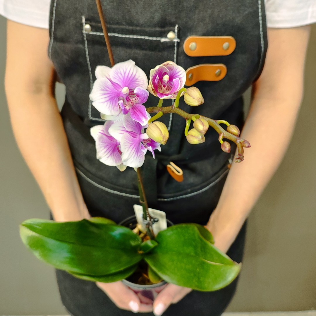 Орхидея фаленопсис «Шармэль»