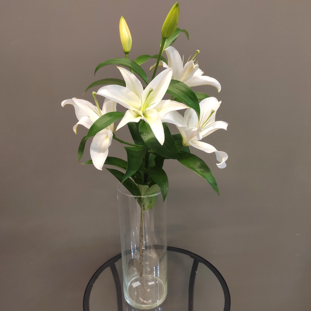 Лилия белая