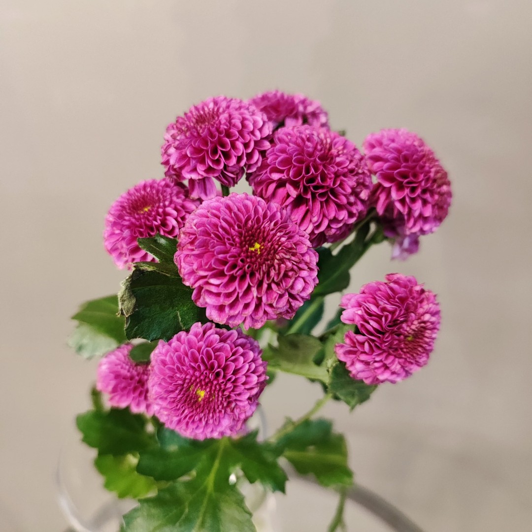 Хризантема сантини «Пурпурная»