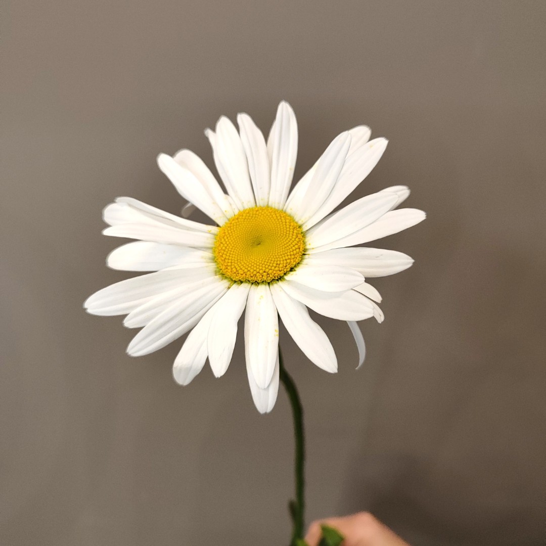 Ромашка крупная